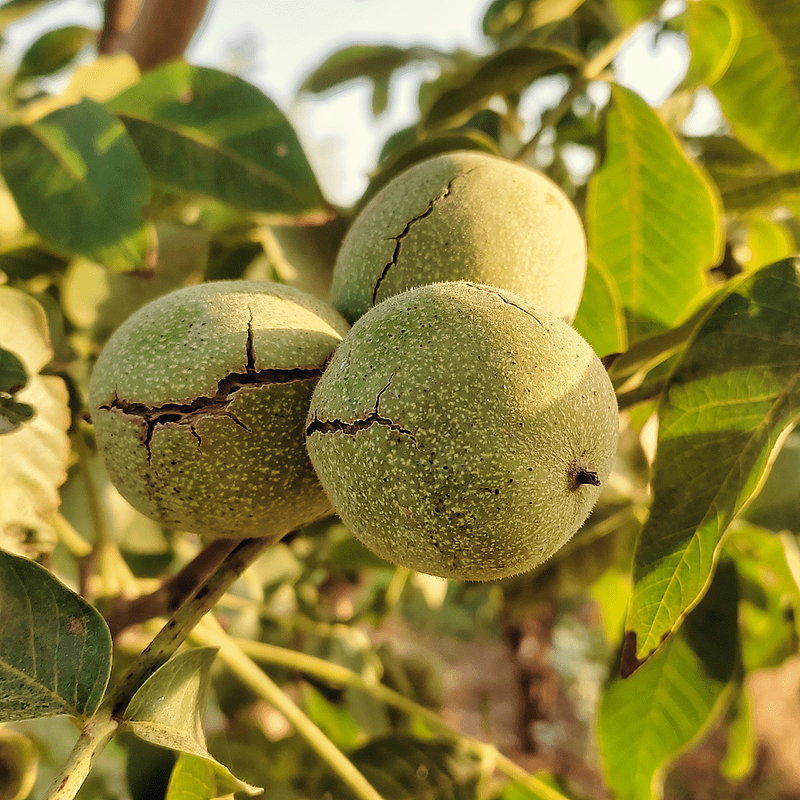 خرید نهال گردو چندلر نهالستان وحیدافشار