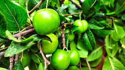 نهال گوجه سبز سلطانی